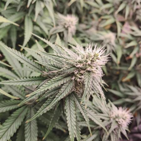 Lemon Orange - Greenhouseseeds