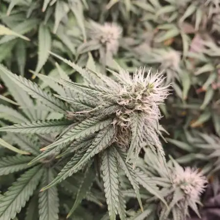 Lemon Orange - Greenhouseseeds