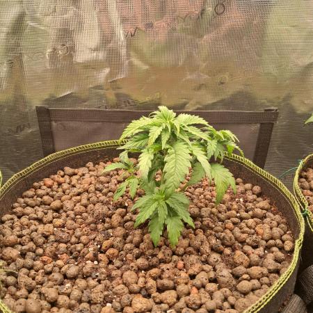 OG Kush SFV - Advanced Seeds