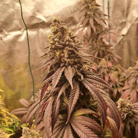 Blueberry Muffin - Humboltseedcompany