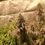 Blueberry Muffin - Humboltseedcompany