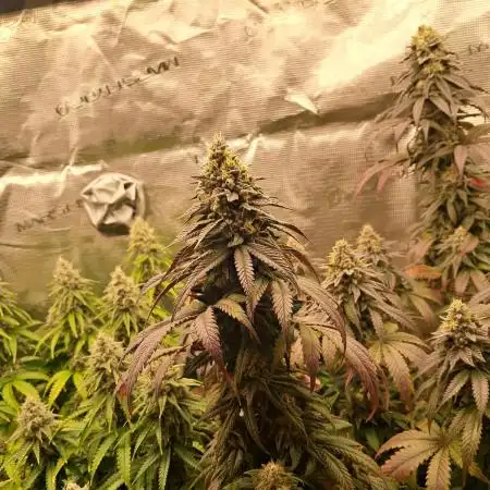 Blueberry Muffin - Humboltseedcompany