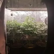 Chocholate Mint OG 2.0