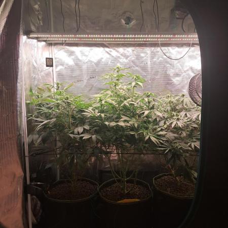 Chocholate Mint OG 2.0