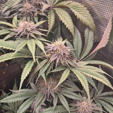 Girl Scout Cookies - Barneyfarms