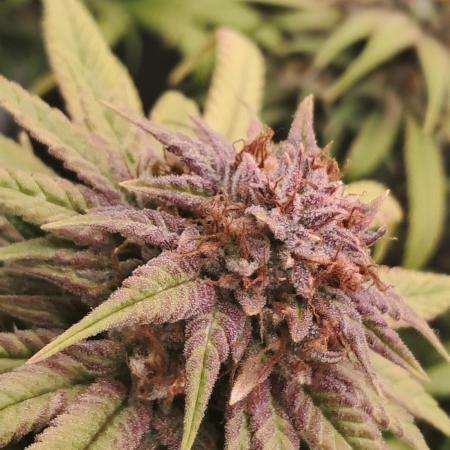 Chocholate Mint OG 2.0