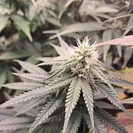 Lemon Orange - Greenhouseseeds