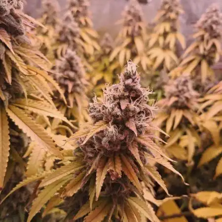 Lemon Orange - Greenhouseseeds