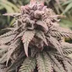 Pineapple Express - Barneysfarm