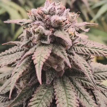Pineapple Express - Barneysfarm