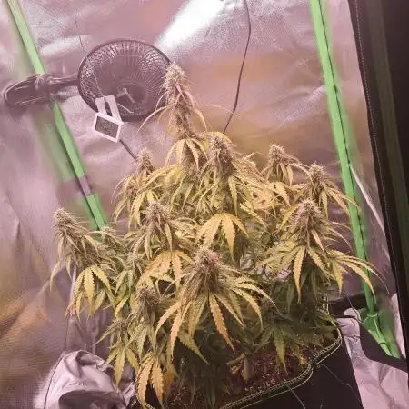 Milkyway F1 - Royal Queen Seeds