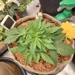 Grapefruit auto