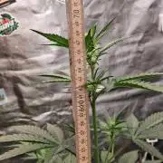 Tripple G