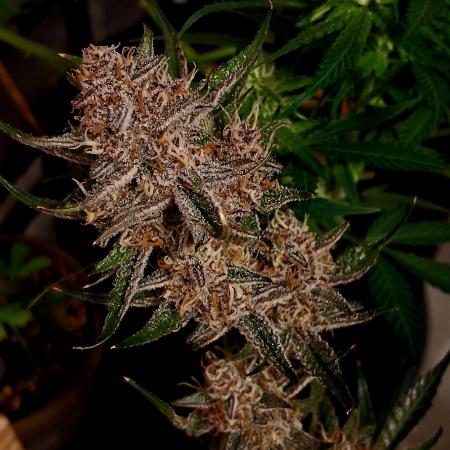 MendoG autoflower by GoodGenetix