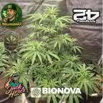 Jack Herrer auto