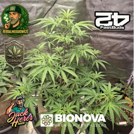 Jack Herrer auto