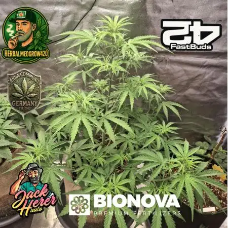 Jack Herrer auto
