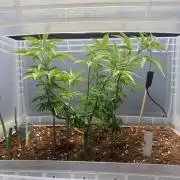 Amnesia - Super Strains