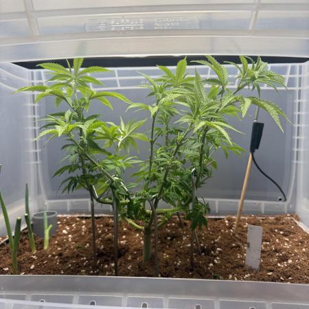 Amnesia - Super Strains