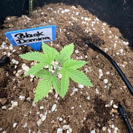 Black Domina Superstrainseeds