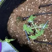 Black Domina - Superstrainseeds