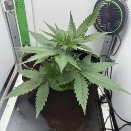 VGrow Test 2 Lemon Skunk