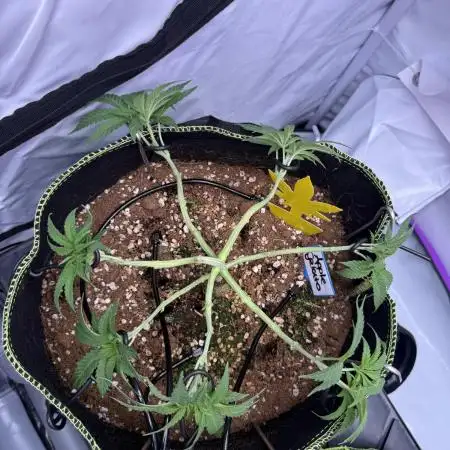 Apple Gelato Superstrainseeds