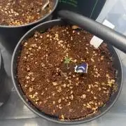 Wedding Cake - Super Strains