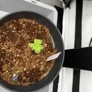 Hermana de la Noche - Super Strains