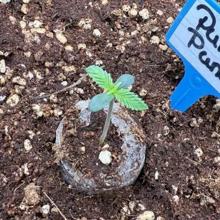 Purple Punsh Superstrainseeds