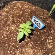 Purple Punsh Superstrainseeds