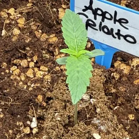 Apple Gelato Superstrainseeds