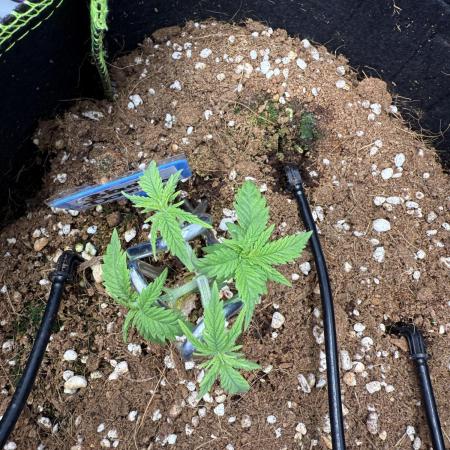 Black Domina - Superstrainseeds