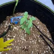 Black Domina Superstrainseeds