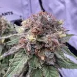 Gelato 33 & 24K Gold