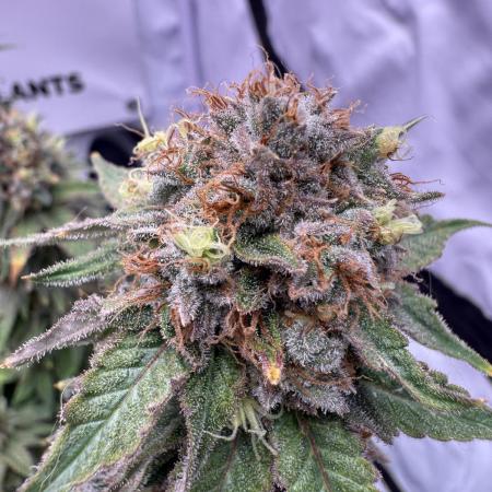 Gelato 33 & 24K Gold