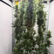 Super Lemon Haze - GHS | VGrow
