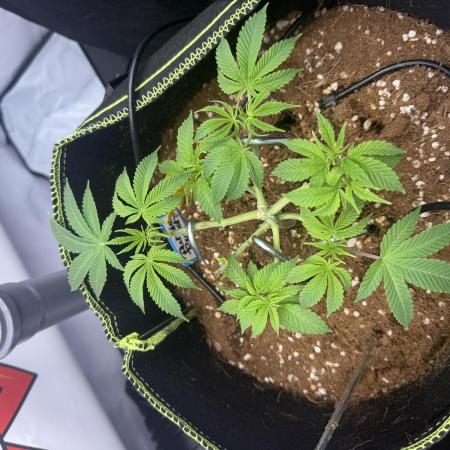 Purple Punch - Super Strains