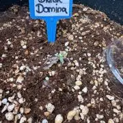 Black Domina Superstrainseeds