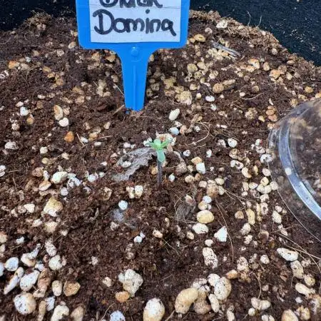 Black Domina Superstrainseeds