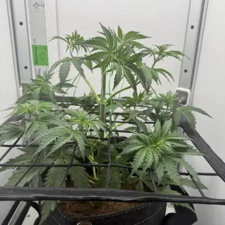 VGrow Super Lemon Haze