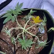 Apple Gelato Superstrainseeds