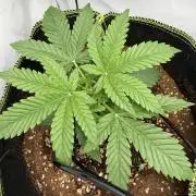 Apple Gelato Superstrainseeds