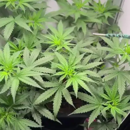 VGrow Test 2 Lemon Skunk