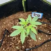 Purple Punsh Superstrainseeds