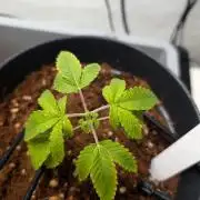 Hermana de la Noche - Super Strains