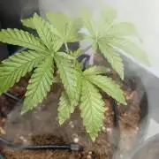 Wedding Cake - Super Strains