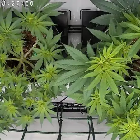 Gelato 33 & 24K Gold