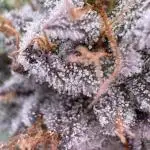 Gelato 33 & 24K Gold