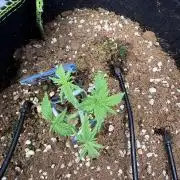 Black Domina - Superstrainseeds